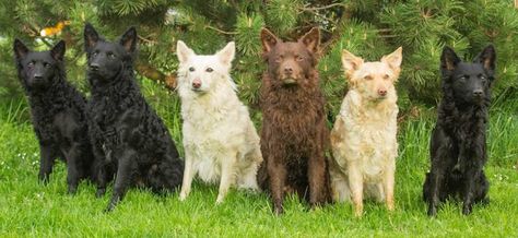 Mudi colours Mudi Dogs, Farm Dogs Breeds, Mudi Dog, Hungarian Dog, Herding Dogs Breeds, Wirehaired Vizsla, Rare Dog Breeds, Redbone Coonhound, Akc Breeds