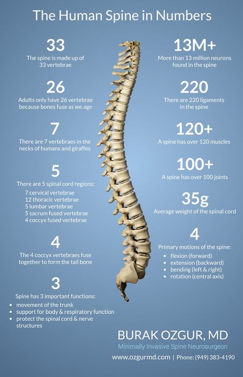 Spine Pictures, Axis Vertebra, Nerve Structure, Thoracic Vertebrae, Human Spine, The Believer, Reflexology Chart, Yoga Anatomy, Cranial Nerves