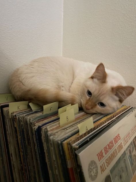 Cats And Music Aesthetic, Cat Spotify Playlist Covers, Indie Pop Aesthetic, Indie Band Aesthetic, Indie Music Aesthetic, Chaotic Cats, Playlist Photos, Green Radio, Indie Core