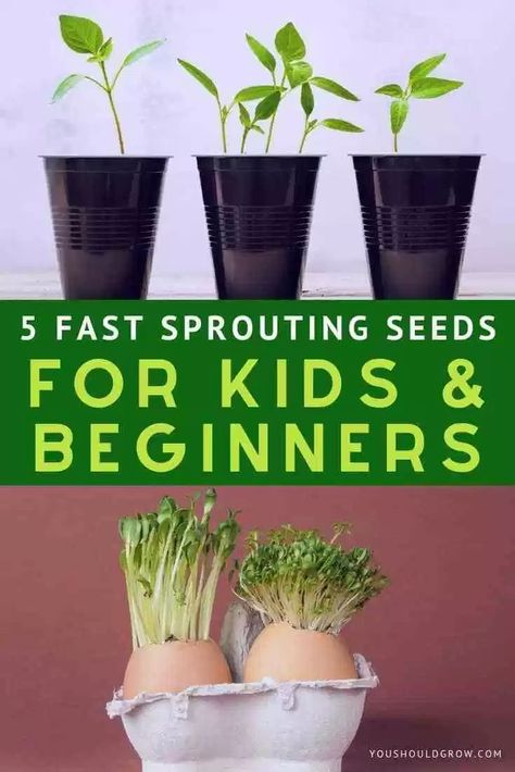 Looking for fast sprouting seeds for kids (or just because you're impatient)? Here are 5 super fast and easy to grow vegetables that will entertain and delight gardeners both young and old. Seed Planting For Kids, Seeds For Kids, Growing Lettuce Indoors, Save Seeds, Planting For Kids, Seed Starting Mix, Growing Lettuce, Easy Vegetables To Grow, Sprouting Seeds