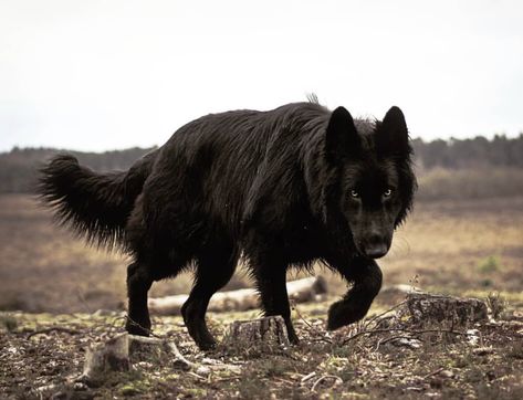 Wolf Dog Black, Scary Black Dog, Black Dogs Aesthetic, Large Black Dog, Wolf Poses, Black Shepherd, German Sheperd Dogs, Black German Shepherd, Wolf Love