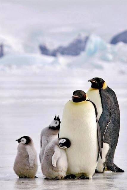 Penguins Funny, Emperor Penguin, Penguin Love, Baby Penguins, Baby Animals Funny, Cute Penguins, Animal Tattoos, Beautiful Family, 귀여운 동물