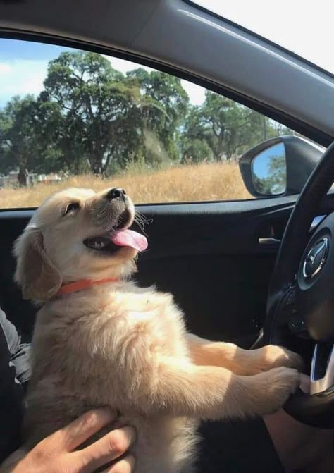 16 Pics Of Golden Retriever To Make Your Day | PetPress The Window, A Car, A Dog, Golden Retriever