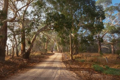 early morning light on rural roads through the gum trees : Austockphoto  | sunny, rural, dirt road, nature, tree, trees, outdoors, country, landscape, sunlight, dirt, native, Australia, travel, soft light, gum trees, road, south australia, nobody, empty, copyspace, gravel road, track, gum tree, adelaide hills, sun light, off the beaten track, gravel roads, pretty light Rural Australia Aesthetic, Australian Gothic, Rural Australia, Road Nature, Australian Landscapes, Unique Landscapes, Australia Landscape, Picnic At Hanging Rock, Gum Trees