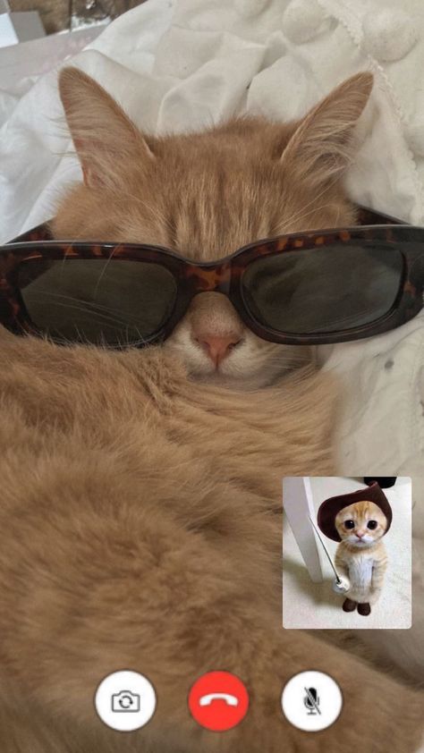 Facetime Astetic, Facetime Friends Aesthetic, Bestie Calling Phone, Besties Laughing Aesthetic, Cat Mom Aesthetic Wallpaper, Facetime Aesthetic, Cat Besties, Cat Besties Aesthetic, Cat Wearing Glasses Aesthetic