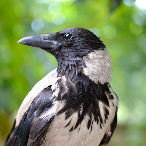 Black and White Crow? Raven Drawing, Hooded Crow, Crow And Raven, White Raven, White Crow, Black Magick, Crows And Ravens, Crow Bird, Jackdaw