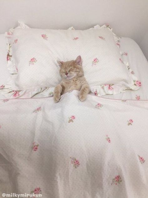 them: u up?? me: yea (-: me 0.02 seconds later: https://t.co/jKSFe1uOF2 Sleeping Kitten, Cat Sleeping, All Things Cute, Pink Cat, Happy Cat, Silly Cats, Animal Photo, Cute Little Animals, Cat Bed