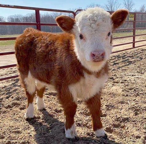 Mini Hereford, Farm Animal Pictures, Farm Livestock, Farm Animals Pictures, Fluffy Cow, Pet Cows, Hereford Cattle, Mini Cows