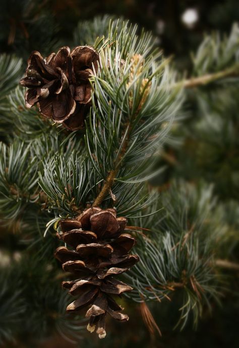 Pinecone Aesthetic, Cedar Aesthetic, Cedar Wood Aesthetic, Paint Practice, Wallpaper Forest, Plant Texture, Little Cabin In The Woods, Pine Leaf, Conifer Trees