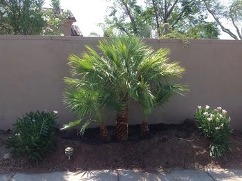 Small Palm Trees Landscaping, Palm Trees In Pots Outdoors, Desert Pool Landscaping, Poolside Landscape Ideas, Arizona Backyard Landscaping, Short Palm Trees, Mini Palm Tree, Potted Palms, Small Palm Trees