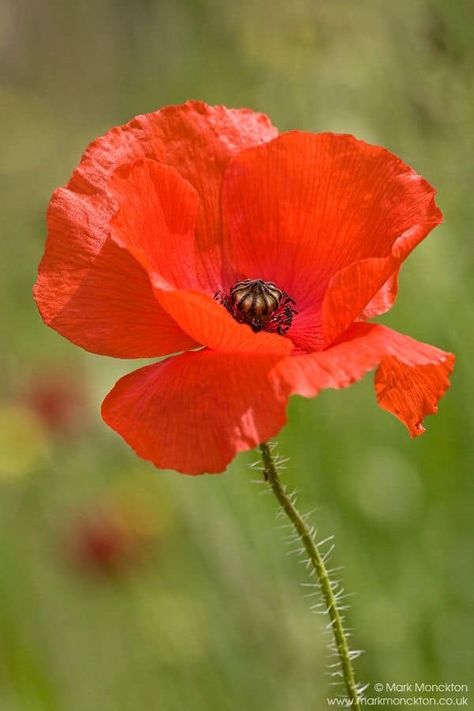 Red Poppy Photography, Poppy Reference Photo, Poppy Flower Reference, Simple Flower Reference Photo, Poppy Photos, Poppies Photography, Iceland Poppy, Poppy Photography, Poppy Flower Painting