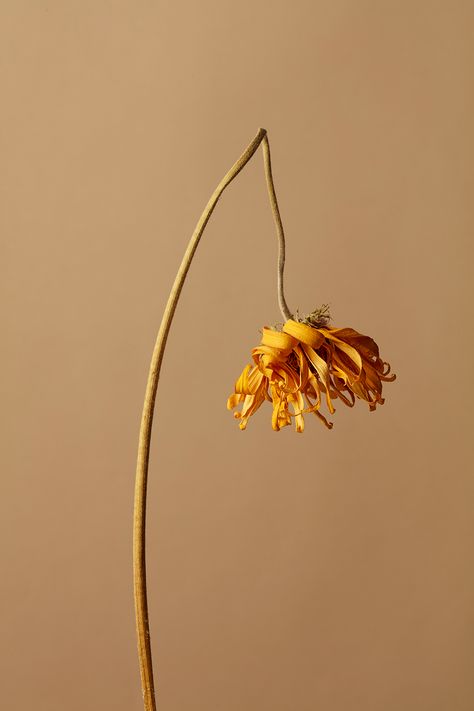 Wilted Flowers, Flower Still Life, Growth And Decay, Photography Series, Artistic Installation, Harvest Festival, Natural Forms, In The Mood, Still Life Photography