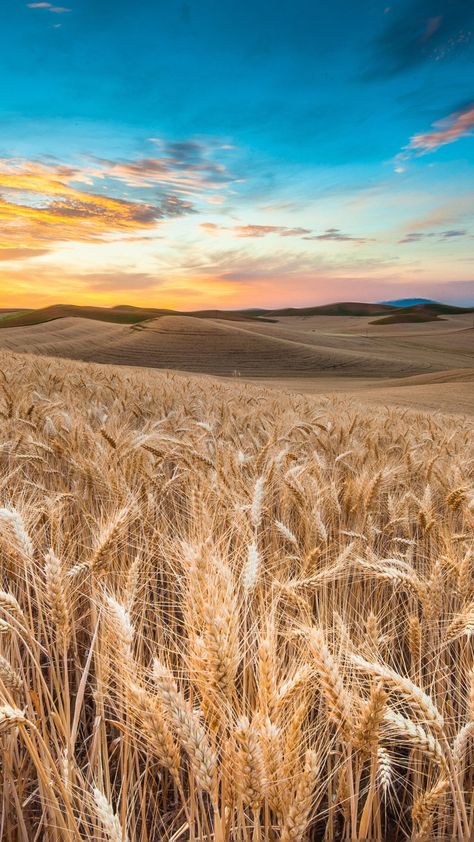 4K Field Wallpapers - Top Free 4K Field Backgrounds - WallpaperAccess Ipad Air Wallpaper, Field Wallpaper, Handy Wallpaper, Best Nature Wallpapers, Background Hd Wallpaper, Wheat Field, Best Background Images, Samsung Wallpaper, Sky And Clouds