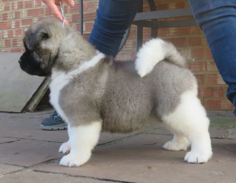 Akita Puppies For Sale | Houston, TX American Akita Puppies, White Akita, Dog Akita, Akita Puppies For Sale, American Akita Dog, Dog Japanese, Japanese Akita, Akita Puppies, Pitt Bull