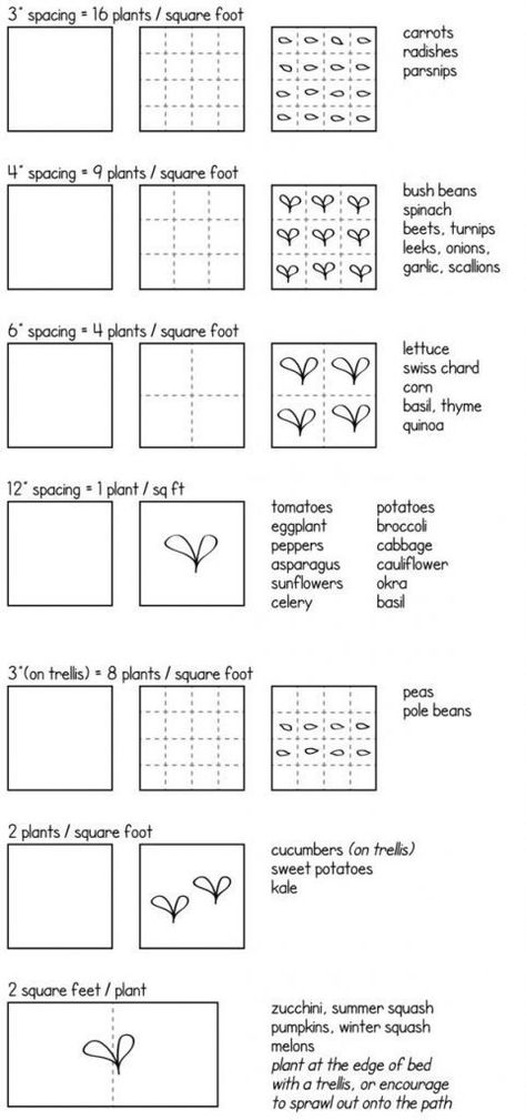 How To Map Out A Vegetable Garden For Newbies | | Black Girls With Gardens Garden Spacing, Plantarea Legumelor, Square Foot Garden, Vegetable Garden Beds, Funny Vine, Garden Layout Vegetable, Urban Farm, Small Backyard Gardens, Square Foot Gardening