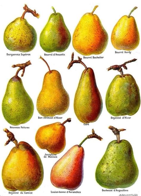 Pear Varieties, Decor Illustration, Fruit Decor, Antique Botanical Print, Vegetable Prints, Agricultural Machinery, Litho Print, Botanical Art Prints, The Vineyard