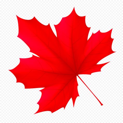 Thumbs Up Icon, Leaf Png, Canada Maple Leaf, Red Illustration, Location Pin, Canadian Maple Leaf, Website Color Palette, Germany Flag, Badge Logo