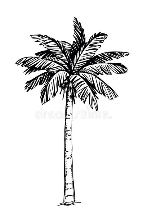 Coconut palm tree. Hand drawn vector illustration of coconut palm tree. Isolated , #sponsored, #drawn, #vector, #illustration, #Hand, #Coconut #ad Coconut Tree Illustration, Coconut Tree Drawing, Palm Tree Sketch, Palm Tree Drawing, Sketch Free, Petit Tattoo, Date Palm, Palm Tree Tattoo, Coconut Palm Tree