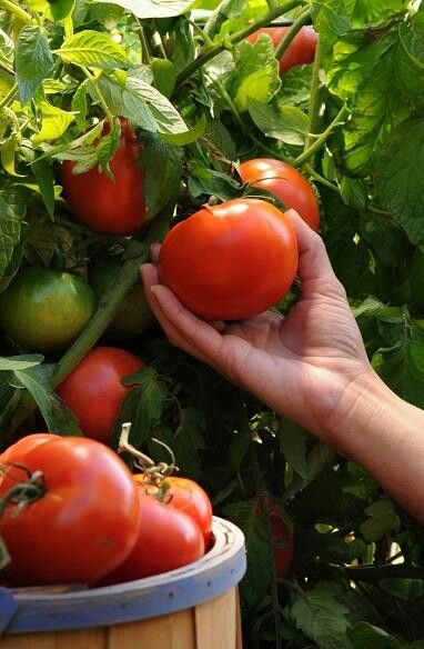 :-) Growing Tomatoes In Containers, Tortellini Soup, Tomato Garden, Down On The Farm, Growing Tomatoes, Tomato Plants, Burpees, Fruit And Veg, Fresh Tomatoes