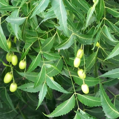 Growing a Neem Tree in Florida: How to Grow and Use Plant Leaves Turning Yellow, Neem Tree, Survive Winter, Fruit Vegetables, Neem Oil, Tree Leaves, Tampa Fl, Tropical Plants, Amazing Nature