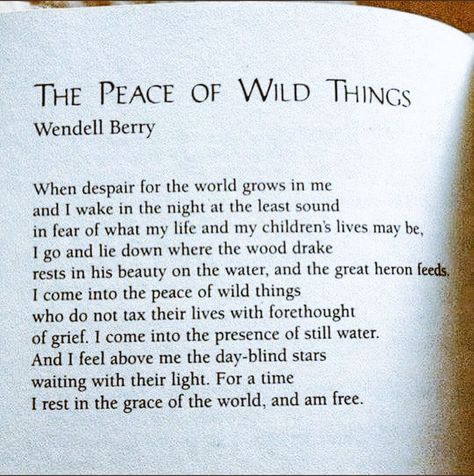 Yoga Poetry, Peace Of Wild Things, Scottish Poems, Wendell Berry, Poetic Quote, Beauty Water, Sweet Nothings, Wild Things, Child Life