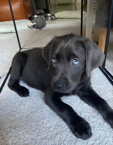 A charcoal puppy Dog Labrador Puppy, Lab Mix Dogs, Charcoal Lab Puppies, Charcoal Labrador, Charcoal Lab, Dog Tumblr, Labrador Noir, Cute Doggos, Chocolate Labs