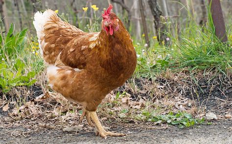 Cinnamon Queen Chickens Eggs, Calico Princess Chicken, Cinnamon Queen Chickens, Cinnamon Queen Chicken, Cinnamon Queen, Cinnamon Chicken, Chicken Care, Day Old Chicks, Poultry Feed