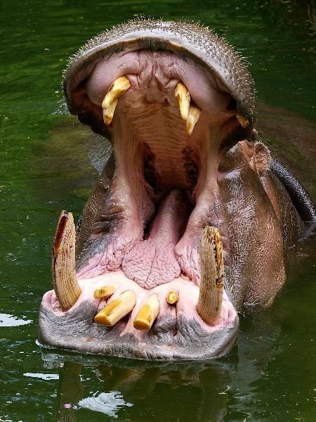 Hippopotamus Showing Huge Teeth - Hippopotamus Facts and Information Pygmy Hippopotamus, Book Of Job, Bible Book, Interesting Animals, Nose Job, Horse Sculpture, Hippopotamus, Books Of The Bible, Character Modeling