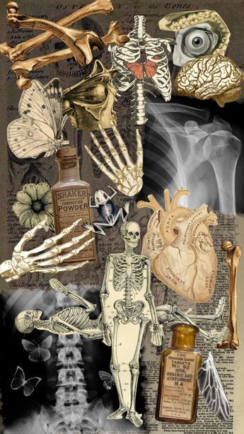 Aesthetic Bones, Anatomy Collage, Skeleton Anatomy, Cute Skeleton, Halloween Autumn, Collage Vintage, Your Aesthetic, Art Inspo, Anatomy