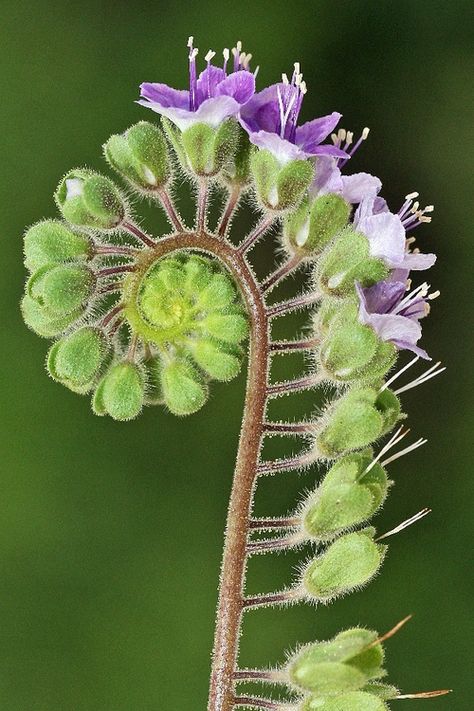 Botany — Rancho Cacachilas - Adventure Vacations in Baja California Sur, Mexico Spirals In Nature, Geometry In Nature, Unusual Plants, Unusual Flowers, Exotic Flowers, Purple Flower, Patterns In Nature, Cool Plants, Nature Design