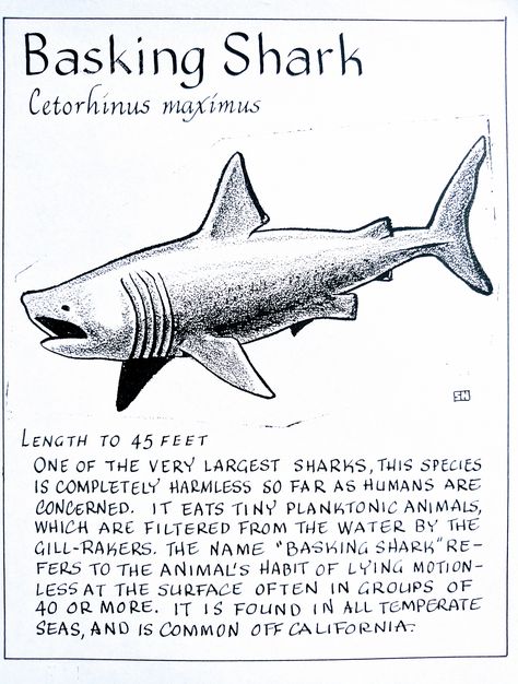 Basking Shark (Cetorhinus maximus) Shark Anatomy Poster, Know Your Sharks, Different Sharks, Marine Biology Notes Sharks, Basking Shark Drawing, Shark Diagram, Shark Posters, Great White Shark Drawing, Shark Anatomy