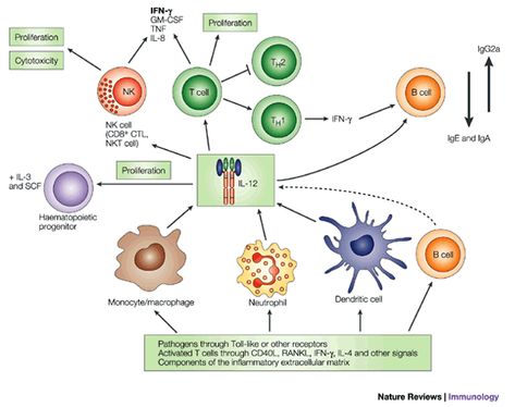 Interleukin-12 and the regulation of innate resistance and adaptive immunity Adaptive Immunity, T Cells, B Cell, Gene Expression, T Cell, Viral Infection, Immune Response, New Family, Transcription