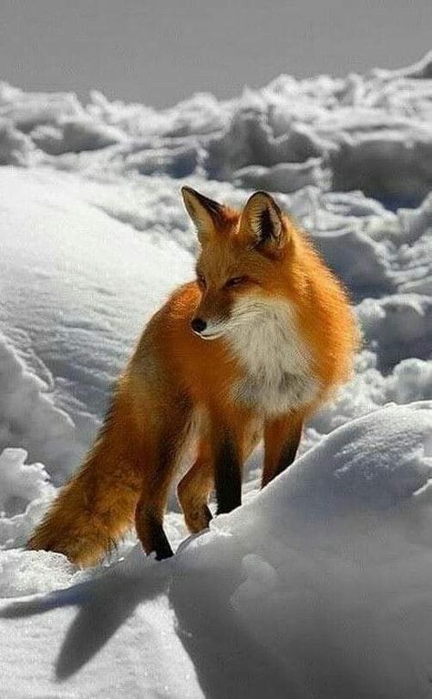 Fox Pictures, Fox Art, Cute Fox, Wildlife Animals, Cute Cats And Dogs, Red Fox, Animal Wallpaper, Sweet Animals, Cute Little Animals