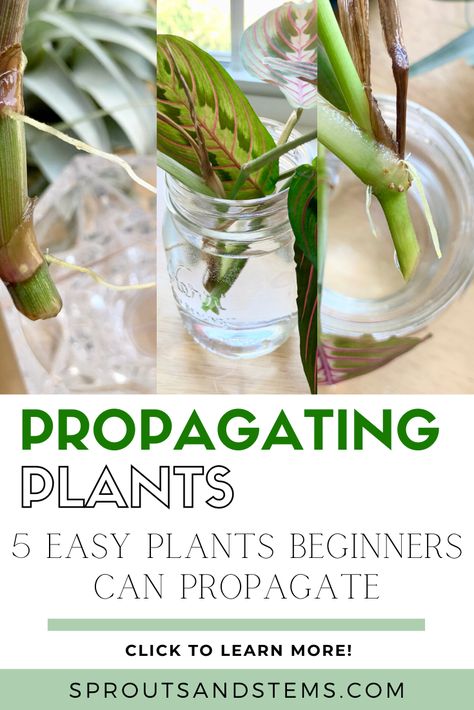 Read this post to learn all about how to propagate five easy houseplants. Propagating houseplants helps you learn more about your plant, is a fun science experiment, and creates free plants! Learn all about houseplant propagation and how you can easily propagate five different plants | sproutsandstems.com #propagatingplants #propagationstation #propagation #planttips #sproutsandstems How To Prop Up Plants, When To Plant Propagated Plants, Starting Plants From Clippings, Plant Clippings How To Grow, Easy Plant Propagation, What Plants Can You Propagate In Water, How To Propagate Prayer Plant, Goldfish Plant Propagation, Easy Plants To Propagate