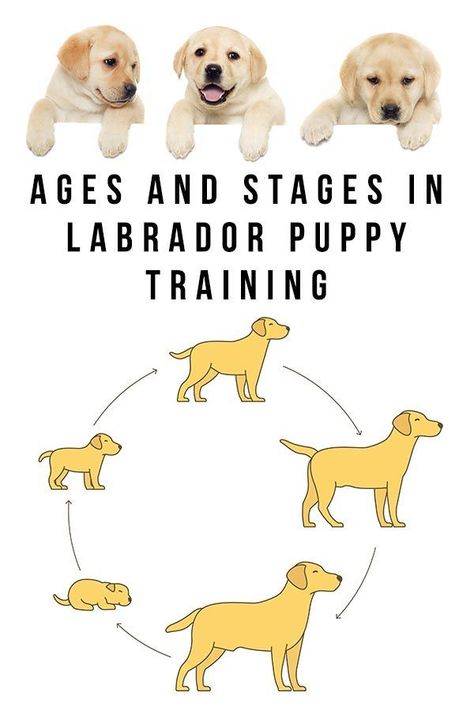 Ages and Stages in Labrador Puppy Training Lab Puppy Training, Labrador Puppy Training, Labrador Training, Puppy Training Guide, Puppy Training Treats, Puppy Training Schedule, Ages And Stages, Puppy Socialization, Puppy Obedience Training