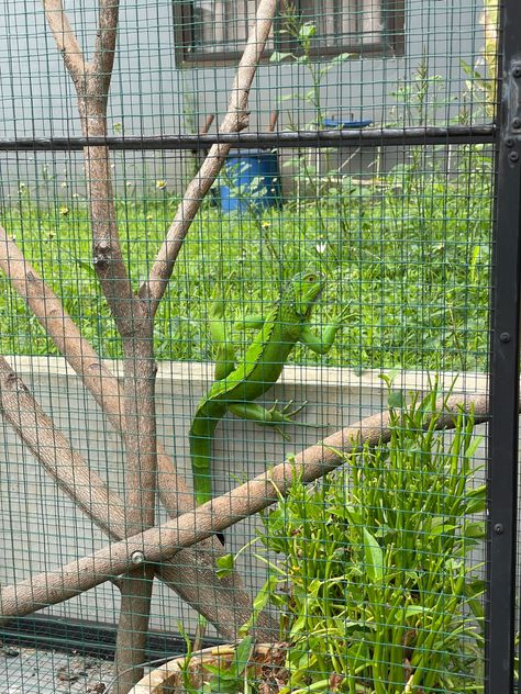 Green iguana and its cage Iguana Cage, Green Iguana, Reptile Enclosure, Reptiles, Green, Animals, Iguanas