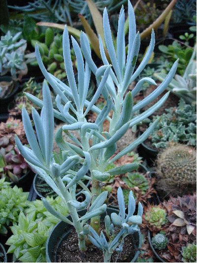 Blue Chalk Stick -- on sale from Pernell Gerver. Also Danger Garden has a great post about them: http://dangergarden.blogspot.com/2013/09/senecio-mandraliscae-my-favorite-plant.html Blue Chalk Sticks Succulent, Chalk Sticks Succulent, Rattail Cactus, Blue Chalksticks, Senecio Mandraliscae, Senecio Serpens, Blue Chalk Sticks, Pencil Plant, Chalk Sticks