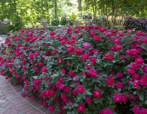 Knockout Roses Care, Double Knockout Roses, Roses Colors, Roses Garden Care, Lavender Hidcote, Knock Out Roses, Backyards Ideas, Rose Fertilizer, Knockout Roses