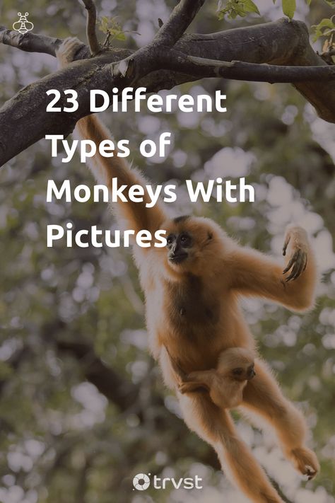 4 Monkeys Images, Different Kinds Of Monkeys, Monkey Symbolism, Monkey Breeds, Different Types Of Monkeys, Woolly Monkey, Monkey Types, Wildlife Biology, Golden Lion Tamarin