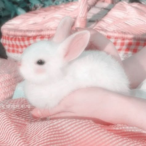 Aesthetic Bunny Pfp, Aesthetic Rabbit, Bunny Icon, Cute Bunny Pictures, Bunny Pictures, Pet Bunny, Cute Animals Images, Pretty Animals