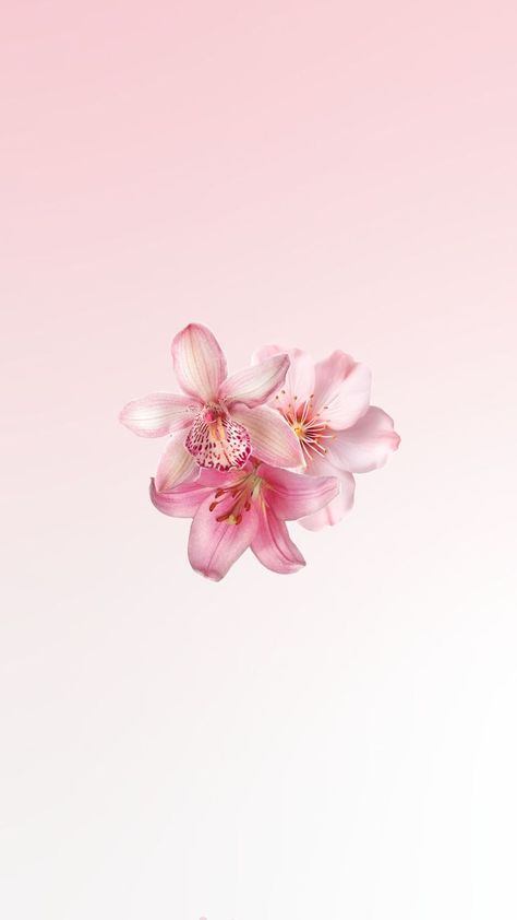 pink flower wallpaper Flower Lockscreen, Pink Flower Wallpaper, Ipad Wallpaper Quotes, Lilium Flower, Pink Wallpaper Ipad, Pretty Wallpaper Ipad, Pink Flowers Background, Cute Home Screen Wallpaper, Flower Background Iphone