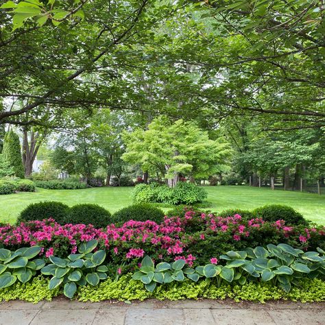 Azaleas Landscaping, Shade Landscaping, Azaleas Garden, Shade Garden Design, Tattoo Plant, Front Yard Garden Design, Front Landscaping, Home Landscaping, Garden Yard Ideas