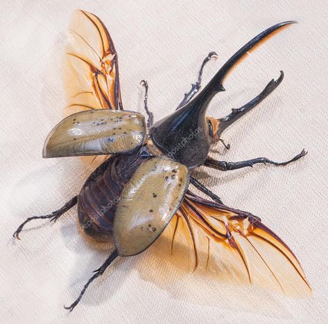 Insect Anatomy, Beetle Drawing, Hercules Beetle, Rhino Beetle, Beetle Tattoo, Beetle Wings, Insect Tattoo, Insect Photography, Beetle Insect