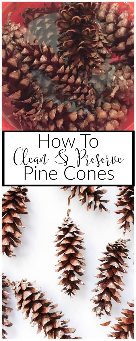 How to Clean and Preserve Pine Cones Clean Hacks, Homemade Toilet Cleaner, Clean Baking Pans, Cleaning Painted Walls, Glass Cooktop, Deep Cleaning Tips, Cones Crafts, Pine Cone Crafts, Simple Life Hacks