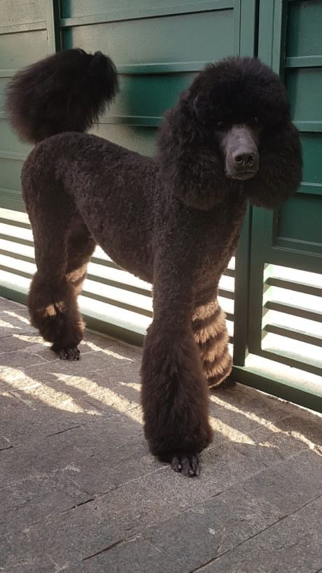 Standard Poodle Haircut Styles Puppy, Female Standard Poodle Haircuts, Standard Poodle Sporting Clip, Black Poodles Standard, Black Poodle Standard, Standard Black Poodle, Black Standard Poodle Aesthetic, Cool Poodle Haircuts, Poodles Haircut Styles