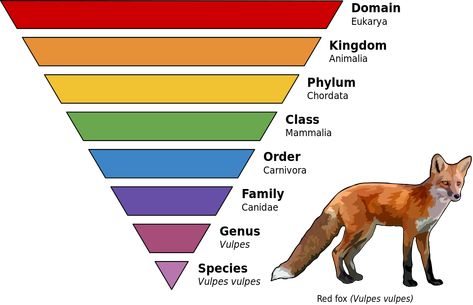 Visual Map, Animal Classification, Kingdom Animalia, Science Geek, Zoology, Primates, Animal Kingdom, Mammals, Animals