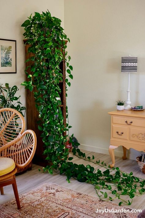 Large Pothos Plant, Golden Pothos Aesthetic, Pothos Hanging Ideas, Golden Pothos Decor, Pothos Repotting, Pathos Plant Decor, Golden Pothos Propagation, Giant Pothos, Golden Pathos