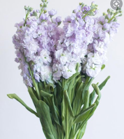 Lavender Colored Flowers, Lavender And White Flower Arrangements, Lavender Color Flower Arrangements, Lavender Flower Arrangements Vase, Lavender Stock Flower, Dried Lavender Bouquet In Vase, Purple Stock Flower, Lavender Stock, Purple Flower Arrangements