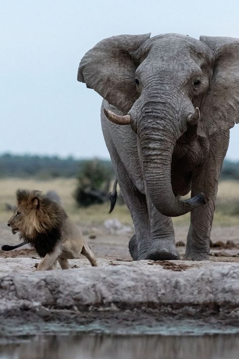 Lion Hunting, Elephant Photography, Elephant Pictures, Elephants Photos, Africa Animals, Save The Elephants, Elephant Love, Majestic Animals, African Wildlife