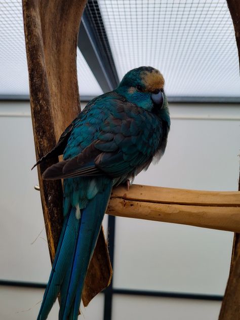 Blue 💙 split spangled kakariki male 2021. #kakarikibird #kakarikis #kakarikiparrot #kakariki #kakarikibaby #babyparrot #parrots #parrotsofinstagram #parrotbird #parrot #photography #picoftheday #photooftheday #beautiful #birdphotography #bird #birds #birdlovers #birdsofinstagram #birdsphotography #parrotlife #parrotlover #parrotlovers #parakeets #parakeet #parakeetsofinstagram #ziegensittich #ziegensittiche Parrot Photography, Parakeets, Parrot Bird, Picture Windows, Bird Photography, Wild Birds, Bird Lovers, Birdy, Beautiful Birds